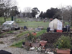 A view across the Lower Allithwaite Allotments, with veg patches and greenhouses