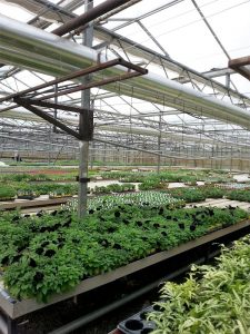 The greenhouse at Ravensworth Nursery heated by biomass