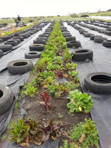 Veg growing at Gibside Community Farm