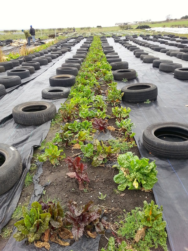 Drop-in session - food growing options for Alston Moor