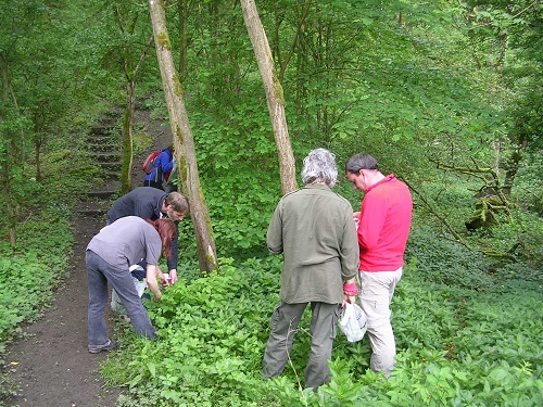 Foraging for wild food - practical workshop