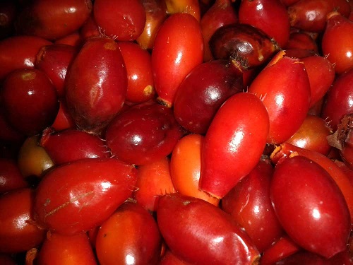 Rosehips foraged for cordial at a foraging workshop