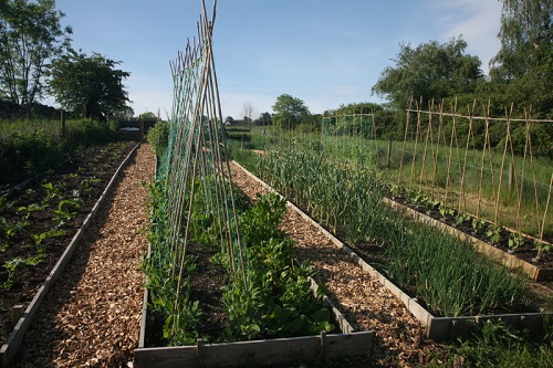 Learn about 'no dig' vegetable growing - site visit and tour