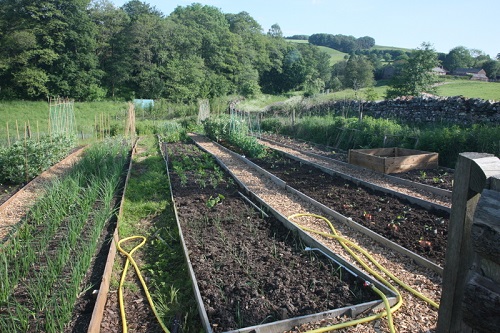 Raised vegetable beds at Glassonby Beck planted out with vegetables