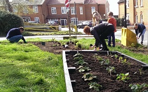 Incredible Edible St Albans