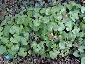 garlic mustard