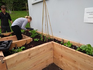 Incredible Edible Ambleside volunteers planting up a raised bed