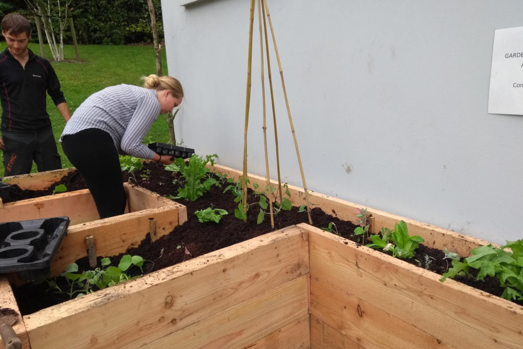 Incredible Edible Ambleside volunteers planting up a veg bed