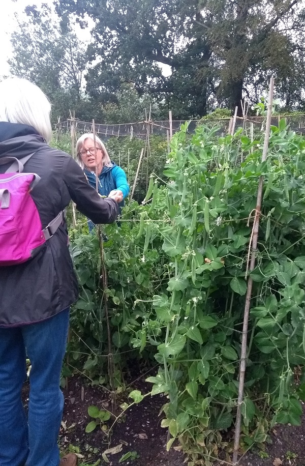 Incredible Edible Ambleside food growing