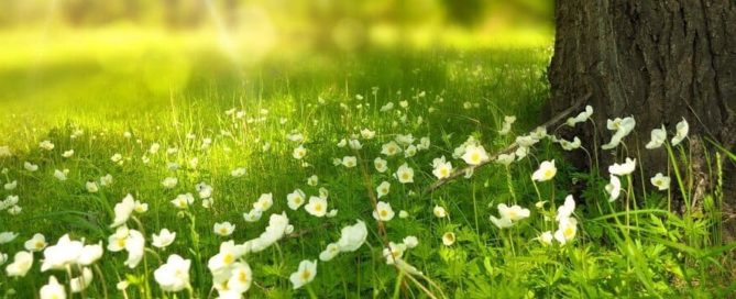 Meadow floor