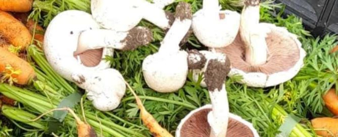 Mushrooms and carrots in a box