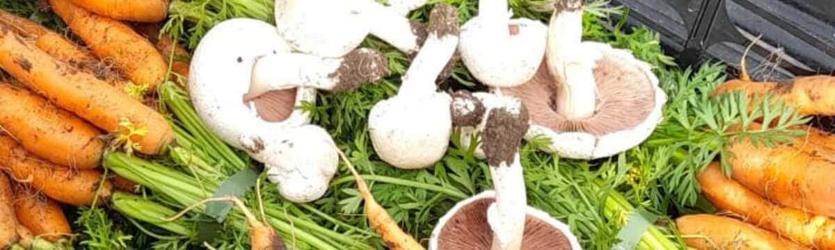 Mushrooms and carrots in a box