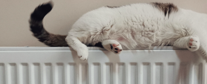 Cat asleep on radiator