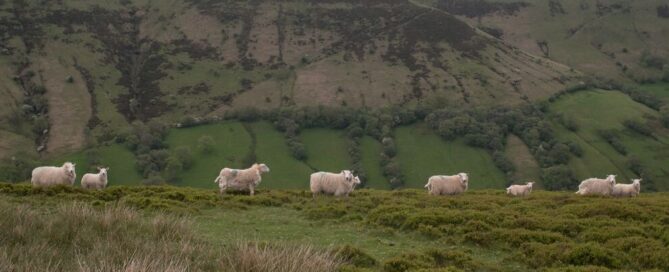 Upland farming